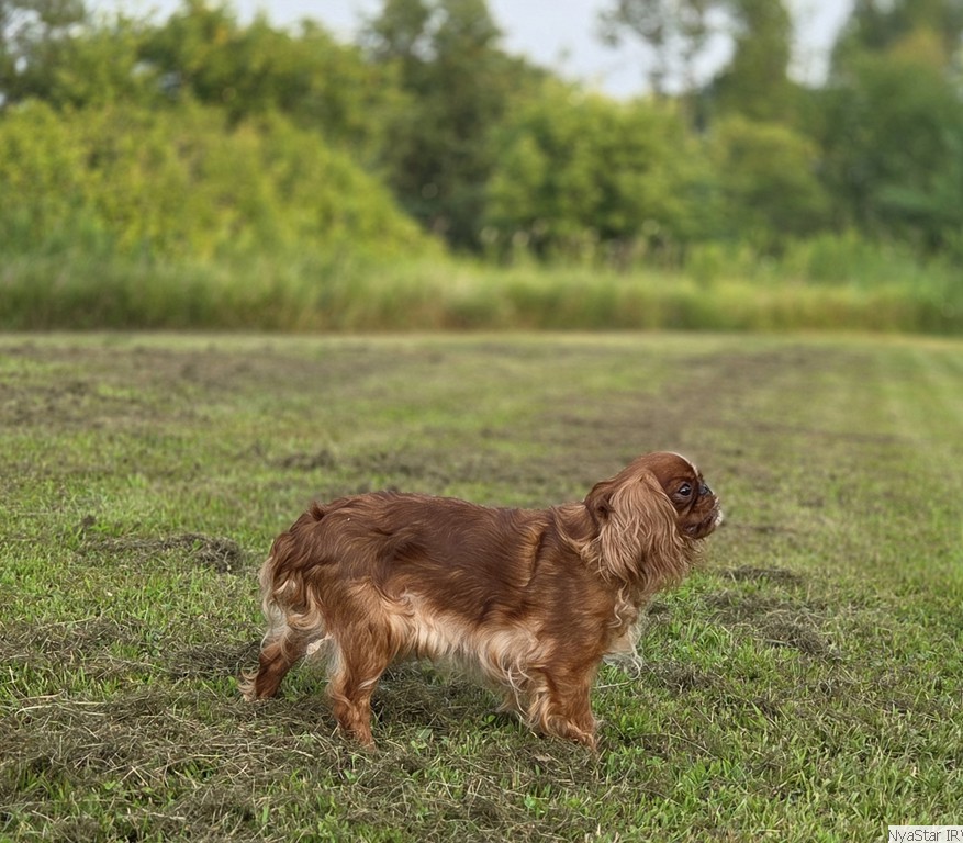 Luna, NyaStar's Fly Me to the Moon, Irish Red & White Setter