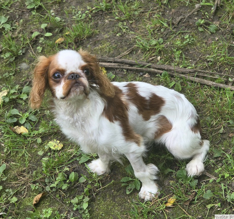 English Toy Spaniel: Affurmation's Talkin to Angels at NyaStar