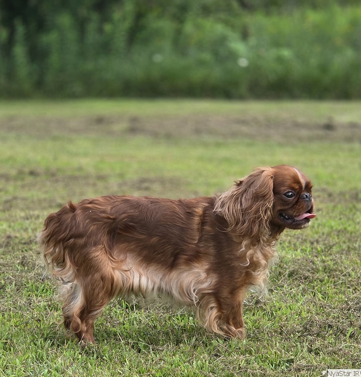 English Toy Spaniel: Ashton Winmar Hotel California
