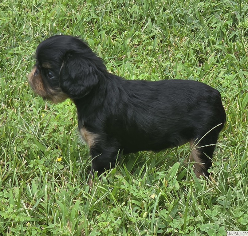 English Toy Spaniel: NyaStar's the Puck Stops Here