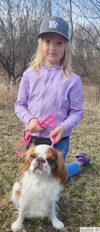 English Toy Spaniel Puppy