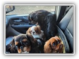 English Toy Spaniel (10)