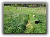 English Toy Spaniel (102)