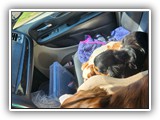 English Toy Spaniel (106)