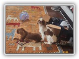 English Toy Spaniel (112)