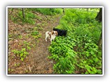 English Toy Spaniel (113)