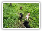 English Toy Spaniel (114)