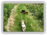 English Toy Spaniel (116)