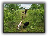 English Toy Spaniel (127)