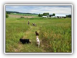 English Toy Spaniel (129)