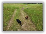English Toy Spaniel (130)