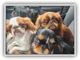 English Toy Spaniel (134)