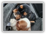 English Toy Spaniel (15)