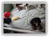 English Toy Spaniel (18)