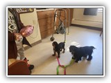 English Toy Spaniel (19)
