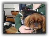 English Toy Spaniel (23)