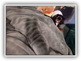 English Toy Spaniel (40)