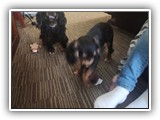 English Toy Spaniel (48)