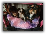 English Toy Spaniel (53)