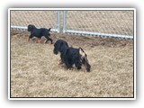 English Toy Spaniel (56)