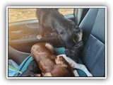 English Toy Spaniel (61)