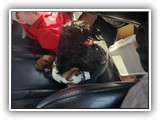 English Toy Spaniel (70)