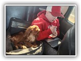 English Toy Spaniel (72)