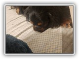English Toy Spaniel (88)