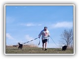 Englsh Toy Spaniel (108)