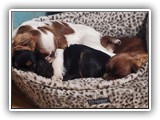 Englsh Toy Spaniel (11)
