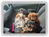 Englsh Toy Spaniel (14)
