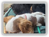 Englsh Toy Spaniel (152)