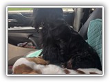 Englsh Toy Spaniel (154)