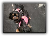 Englsh Toy Spaniel (20)