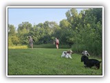Englsh Toy Spaniel (213)