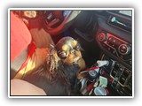 Englsh Toy Spaniel (22)