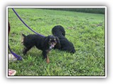 Englsh Toy Spaniel (224)