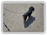 Englsh Toy Spaniel (29)