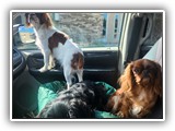 Englsh Toy Spaniel (31)