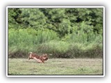 Englsh Toy Spaniel (327)