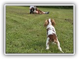 Englsh Toy Spaniel (345)