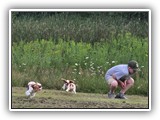 Englsh Toy Spaniel (357)
