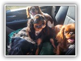 Englsh Toy Spaniel (36)