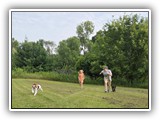 Englsh Toy Spaniel (369)