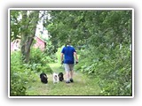 Englsh Toy Spaniel (427)