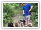 Englsh Toy Spaniel (433)