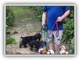 Englsh Toy Spaniel (434)
