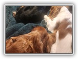 Englsh Toy Spaniel (47)