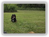 Englsh Toy Spaniel (559)