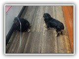 Englsh Toy Spaniel (56)